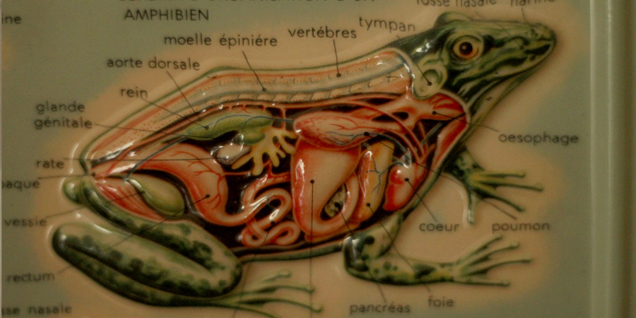B_grenouile