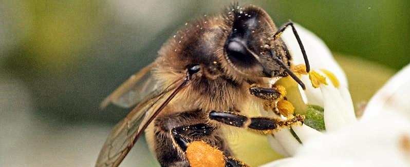 abeille-recolte-pollen